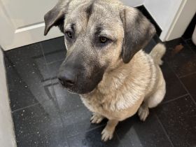 Wunderschöne Kangal-Hündin sucht ein liebevolles Zuhause auf einem Bauernhof