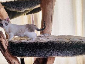 German Rex Kitten kaum haarend mit blauen Augen