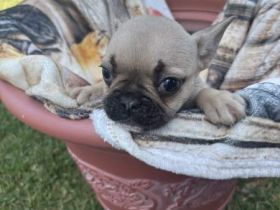 schöne, reinrassige Französische Bulldoggen zu verkaufen