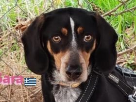 Sara, 10/21 - ängstliche, liebe Hündin sucht geduldiges Zuhause mit viel Liebe