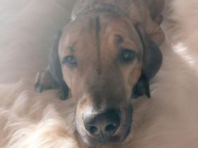 Sky sucht ein neues Zuhause