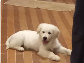 Golden Retriever Hündin 15 Wochen alt zu verkaufen!