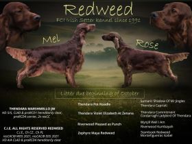 Irish Red Setter Welpen mit Ahnentafel (FCI-Registrierte Zucht)