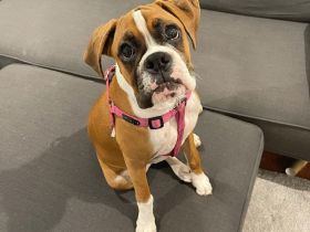 Weiblicher Boxerwelpe