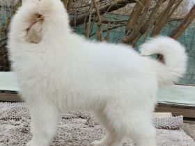 Pyrenäenberghund Welpen