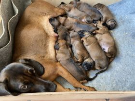 Bayrischer Gebirgsschweisshund Welpen