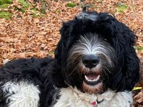 Portugiesischer Wasserhundwelpe Voranmeldung Frühjahr 2026