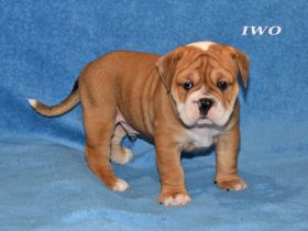 Continental Bulldog Welpen aus deutscher Vereinszucht mit Ahnentafel