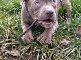 American Bully XXL Welpe