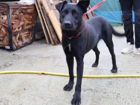 Hallo, ich heiße El Cid und ich suche ein Zuhause.