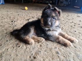 Schäferhundwelpen Hündin