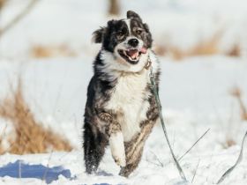 Schenkst du dem fröhlichen Sascha ein Zuhause?