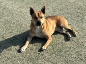 Spike sehnt sich so nach einem liebevollen, artgerechten Zuhause außerhalb Deutschlands