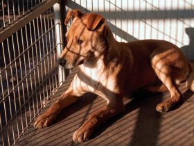 Adam, Jungspund immer fröhlich und verspielt