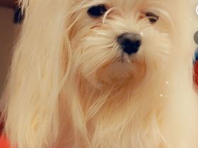 Suche kleinen Malteser Deckrücken