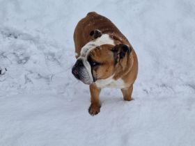 Englische Bulldogge