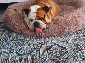 Englische Bulldogge