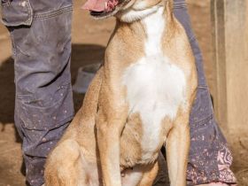 Tiana, großes Mädel mit viel Pfeffer im Hintern sucht sportliche Familie