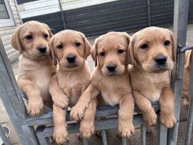 Labrador Welpen gelb Hündinnen mit Papieren