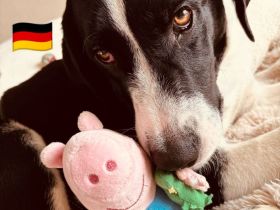 Bradley 09/24 - Bradley wartet auf Not-PS in 40723 Hilden,