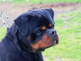 Rottweiler Welpen FCI Timit-Tor Blutlinie