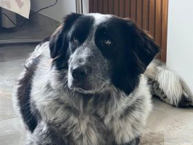 Enola kann mit Tieren & sucht Zuhause