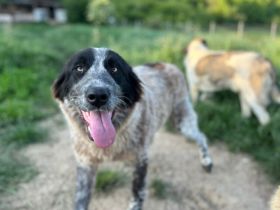 Enola kann mit Tieren & sucht Zuhause