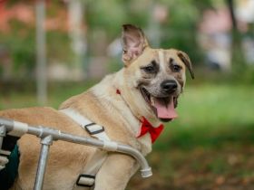 Ein besonderes Zuhause für tapferen Junghund Rolli gesucht