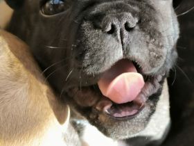 Französische Bulldogge Welpe