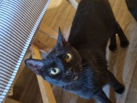 Katze sucht ein neues und liebevolles Zuhause