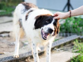 Tolle Naomi sucht ein Zuhause. Adopt don´t shop.