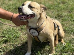 Briana sucht ein Zuhause außerhalb DE