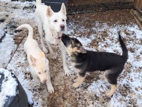 Schäferhund/Akita/Harzer Fuchs Mischlingswelpen