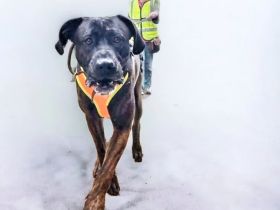 Mantrailing - Hundeschule