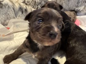 Toypudel biewer Welpen tree color +black-brown