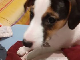 Parson Jack Russell Welpen
