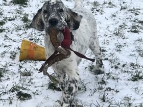 Sehr liebe English Setter Welpen mit Stammbaum