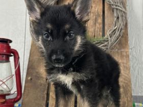 Entzückende Deutsche Schäferhunde