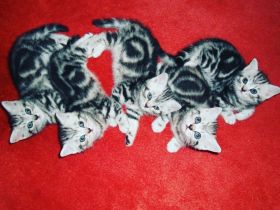 Bkh kitten British Kurzhaar whiskas tabby mit Stammbaum