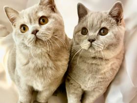 \"Wunderschöne BKH Katzen mit Stammbaum und Zuchtfreigabe