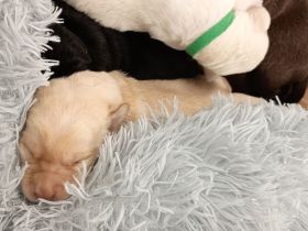 Labrador Retriever Welpen Reinrassig mit Ahnentafel Tolle Farben