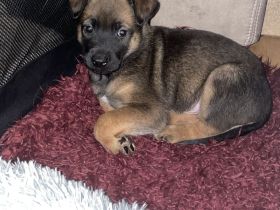 Süße Malinois welpen