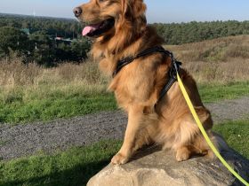 Deckrüde Golden Retriever