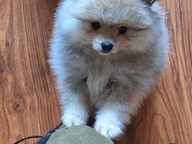 Pomeranien zwergspitz  babys