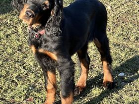 Wunderschöne Gordon Setter Welpen mit Papierern