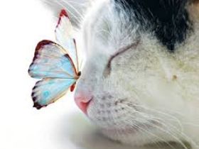 Biete Katzenbetreuung in Trier