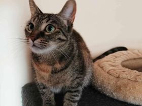 Die freundliche Naddel sucht ein Zuhause!