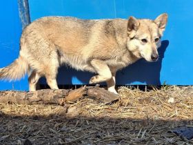 Die schöne Aphrodite sucht ein Zuhause.