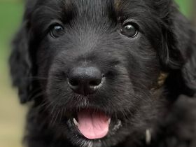 Hovawart Welpen C-Wurf von Doberow