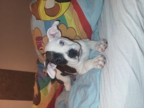 12 Wochen alter mischlingsrüde